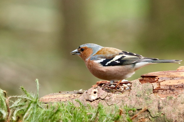 Foto gratuita lindo pájaro brambling en el bosque sobre un fondo borroso