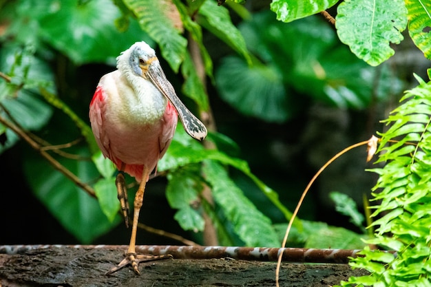 Lindo pájaro espátula posado en la rama de un árbol con un borroso