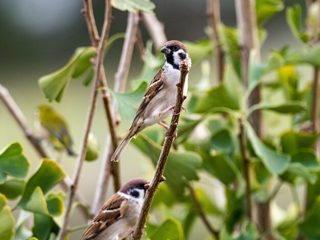 Lindo pájaro exótico de pie en la rama de un árbol en medio de un bosque