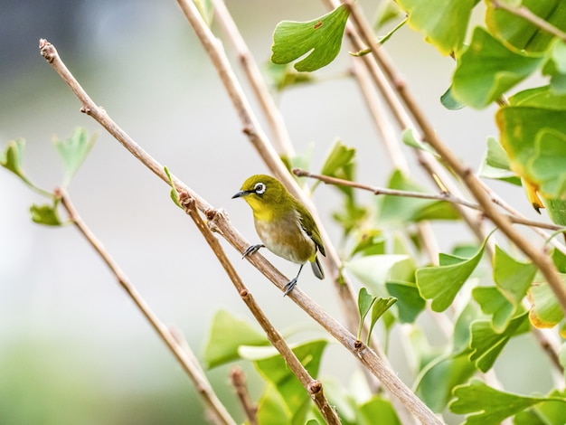 lindo pájaro exótico de pie en la rama de un árbol en medio de un bosque