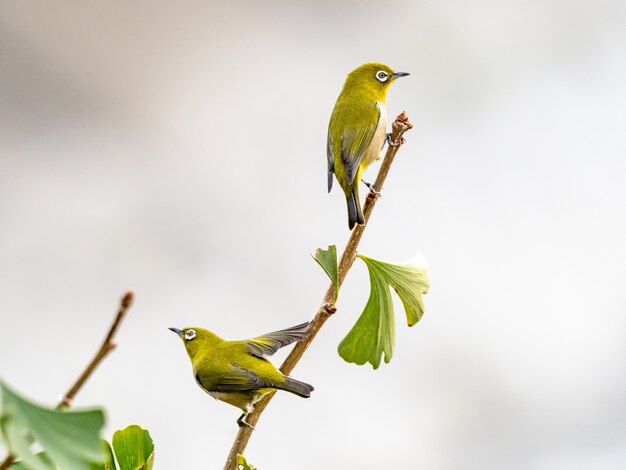 lindo pájaro exótico de pie en la rama de un árbol en medio de un bosque