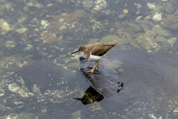 Lindo pájaro lavandera esponjoso sobre una roca en medio de un lago