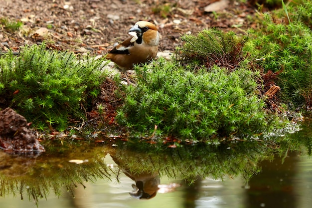 Lindo pájaro petirrojo europeo cerca de un lago