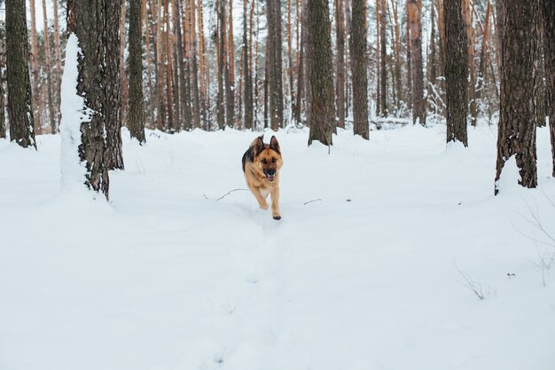 Lindo pastor alemán en bosque nevado en invierno