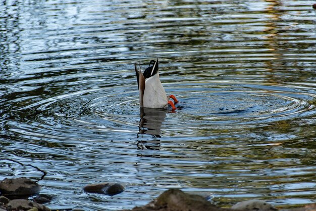 Lindo pato ánade real nadando en un lago durante el día