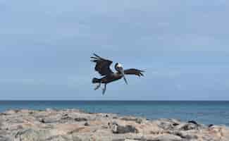 Foto gratuita lindo pelícano volando hacia un embarcadero en aruba