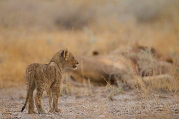 Lindo pequeño bebé león jugando entre la hierba en medio de un campo