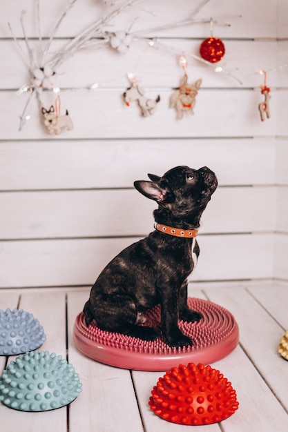 Foto gratuita lindo pequeño bulldog francés negro en estudio