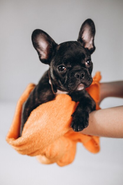 Lindo pequeño bulldog francés negro en estudio