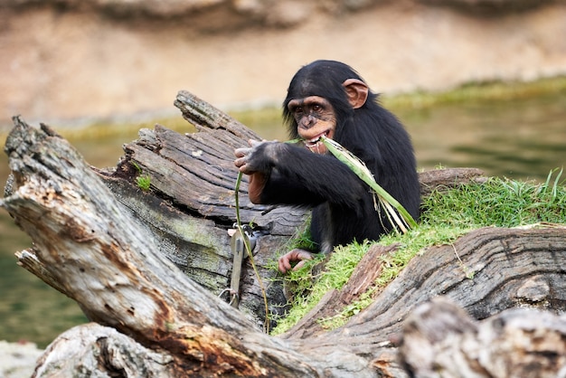 Lindo pequeño chimpancé descansando sobre un tronco y mordiendo la planta en un zoológico en Valencia, España
