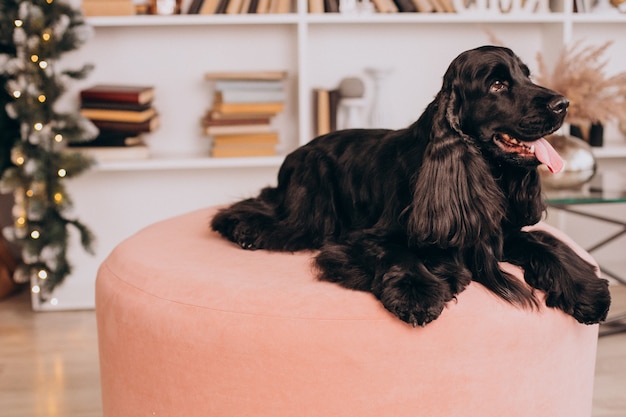 Lindo pequeño cocker spaniel negro