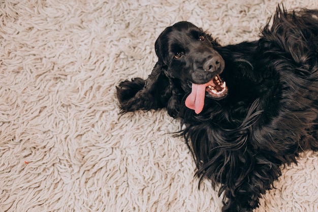 Lindo pequeño cocker spaniel negro