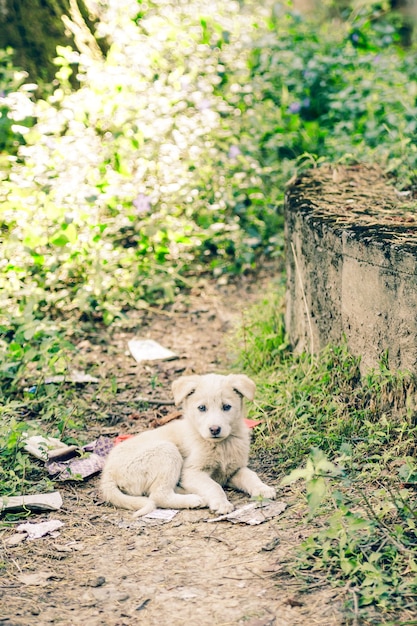 Lindo pequeño perro callejero en la aldea india de Malana