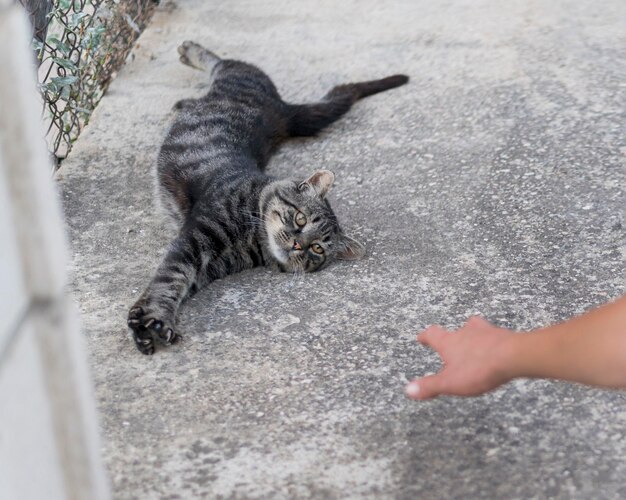 Lindo y perezoso gato que quiere ser mascota de alguien afuera