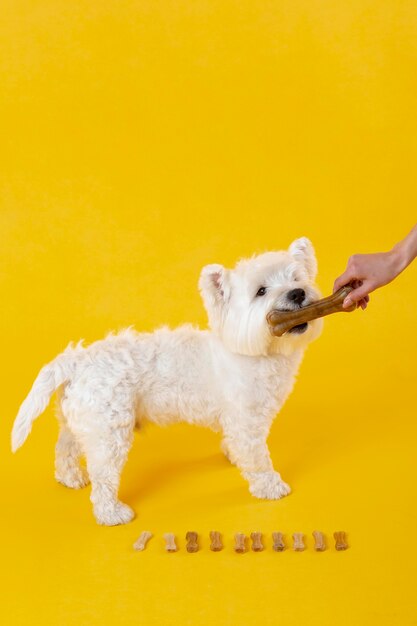 Lindo perrito aislado en amarillo