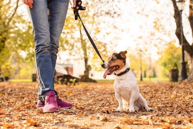 Lindo perrito al aire libre con dueño