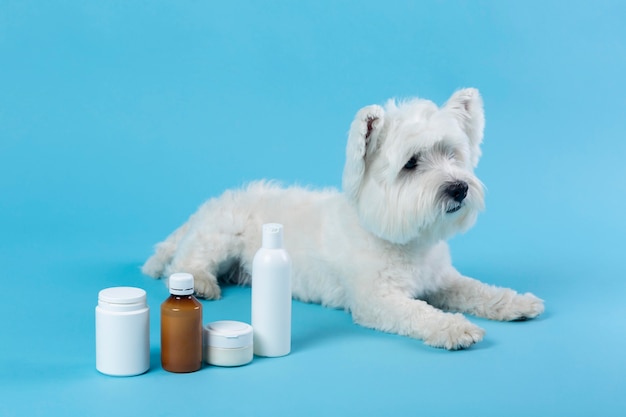 Lindo perrito blanco aislado en azul