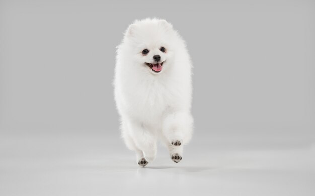 Lindo perrito blanco juguetón o mascota jugando en estudio gris