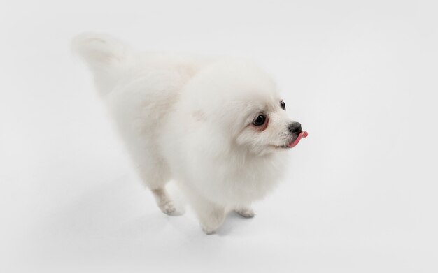 Lindo perrito blanco juguetón o mascota jugando en estudio gris