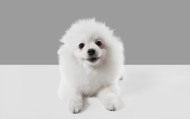Lindo perrito blanco juguetón o mascota jugando en estudio gris