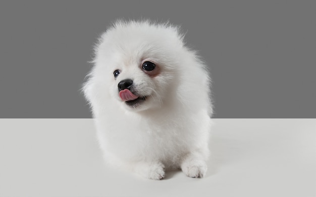 Foto gratuita lindo perrito blanco juguetón o mascota jugando en estudio gris