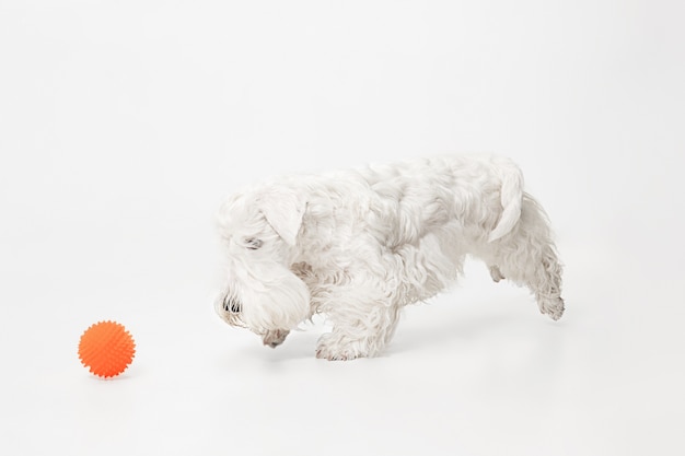 Lindo perrito blanco o mascota está jugando con una bola naranja aislada en la pared blanca