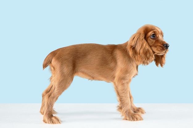 Lindo perrito braun juguetón o mascota está mintiendo aislado en azul