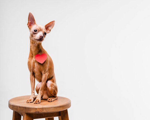 Lindo perrito chihuahua sentado en una silla