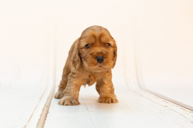 Lindo perrito cocker spaniel esponjoso caminando sobre una superficie de madera sobre un fondo blanco.