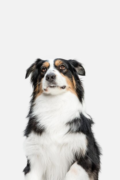 Lindo perrito dulce de pastor australiano o mascota posando aislado en la pared blanca.