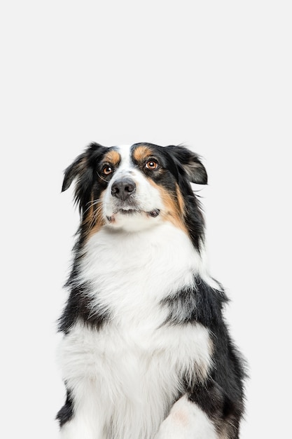 Lindo perrito dulce de pastor australiano o mascota posando aislado en la pared blanca.