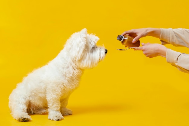 Lindo perrito enfermo