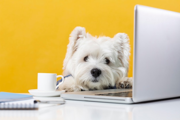 Lindo perrito haciéndose pasar por una persona de negocios