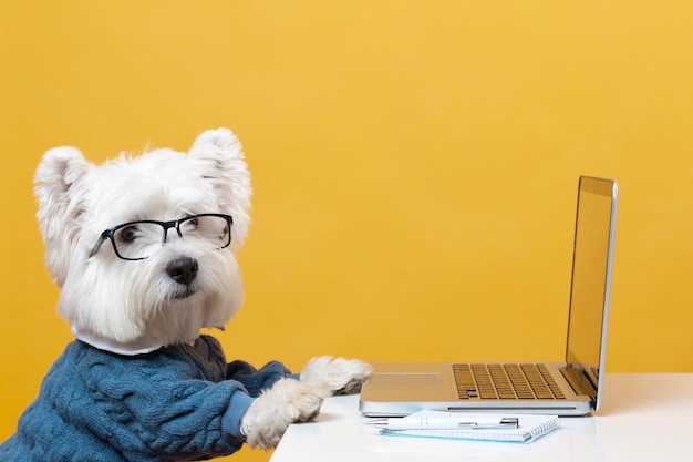 Foto gratuita lindo perrito haciéndose pasar por una persona de negocios