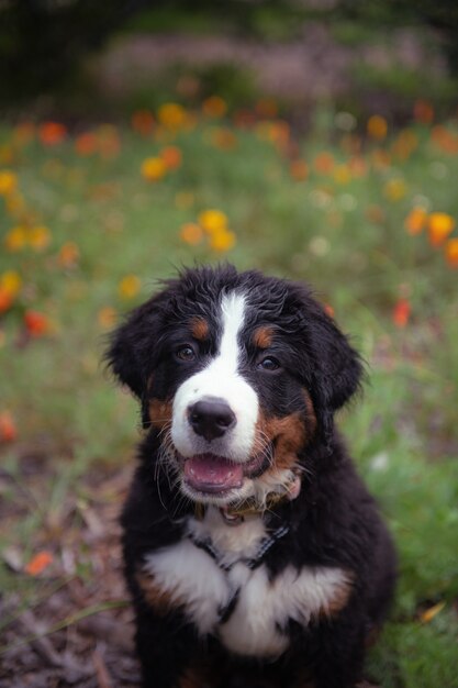 Lindo perrito en el jardín