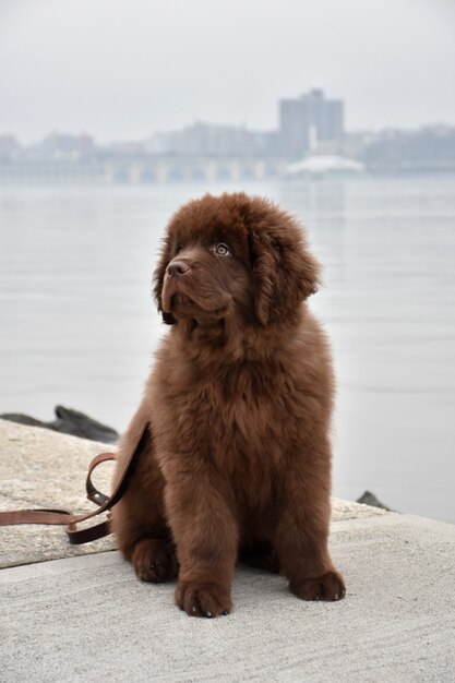 Lindo perrito marrón newfie sentado a la orilla del río