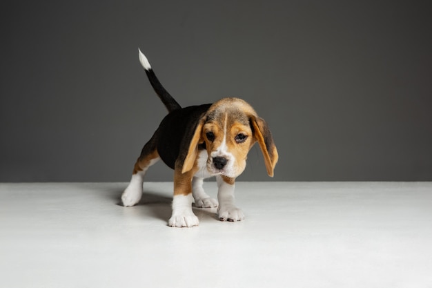 Lindo perrito o mascota blanco-marrón-negro está jugando sobre fondo gris.