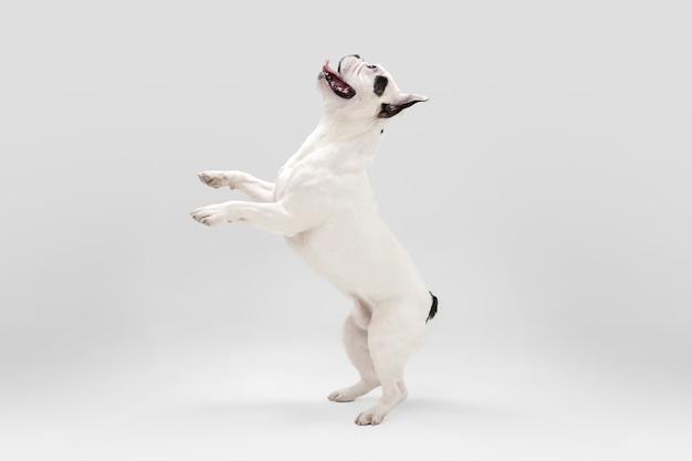 Lindo perrito o mascota blanco-negro juguetón está jugando y parece feliz aislado en blanco