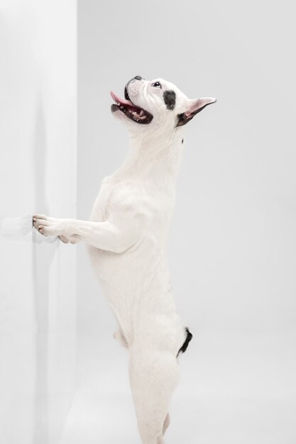 Lindo perrito o mascota blanco-negro juguetón está jugando y parece feliz aislado en blanco