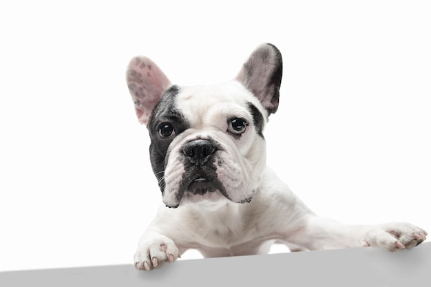 Lindo perrito o mascota blanco-negro juguetón está jugando y parece feliz aislado en blanco