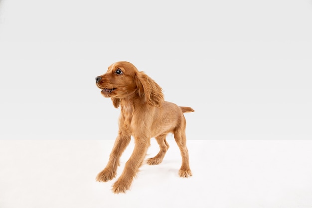 Lindo perrito o mascota de braun blanco juguetón está jugando y parece feliz aislado en blanco