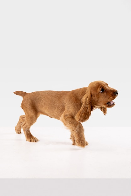 Lindo perrito o mascota de braun blanco juguetón está jugando y parece feliz aislado en blanco