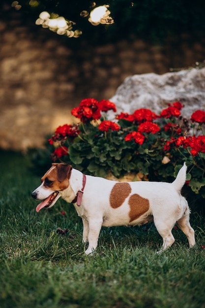 Foto gratuita lindo perrito en el patio trasero