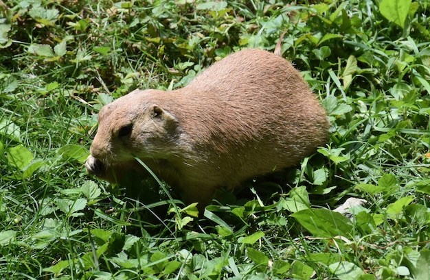 Lindo perrito de las praderas con sobrepeso comiendo hierba verde.