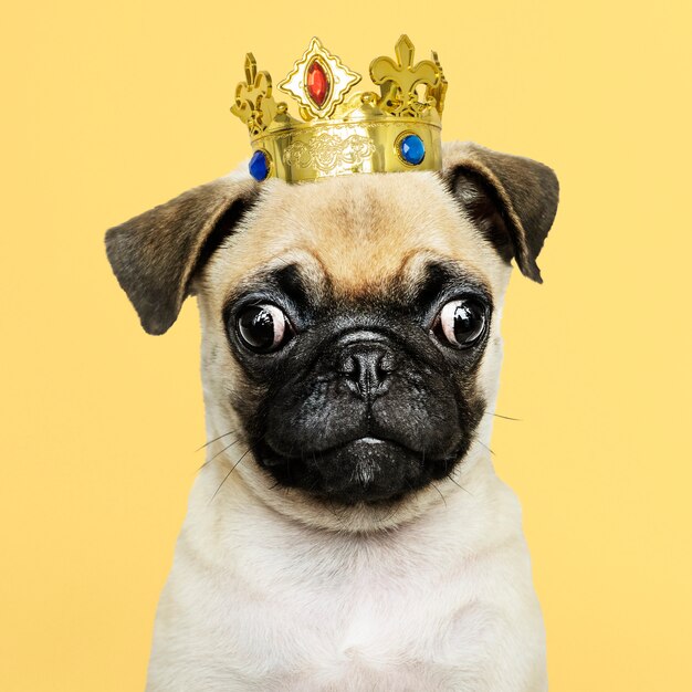 Lindo perrito pug en una corona de oro