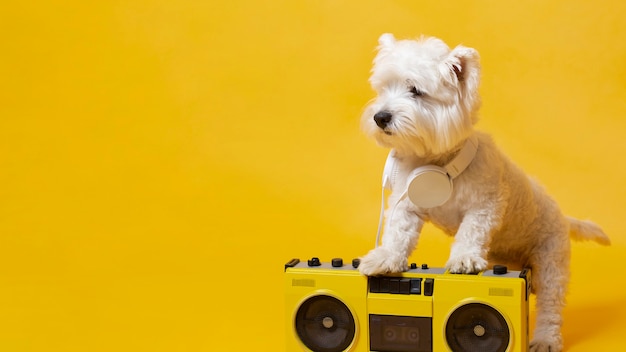 Lindo perrito con reproductor de cassette