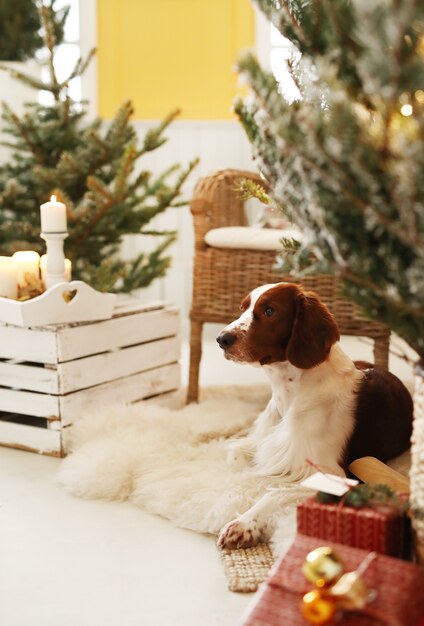 Lindo perrito en una sala de estar decorada de Navidad