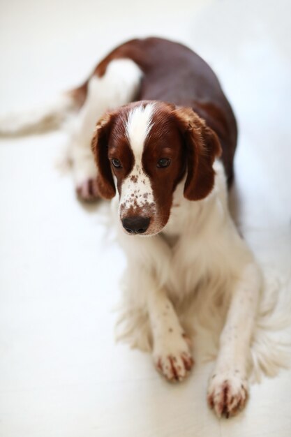 Lindo perrito sentado en el piso blanco