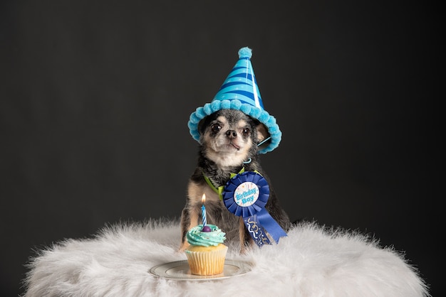 Lindo perrito sentado en una silla mullida con un sombrero de cumpleaños, un alfiler y una magdalena con una vela