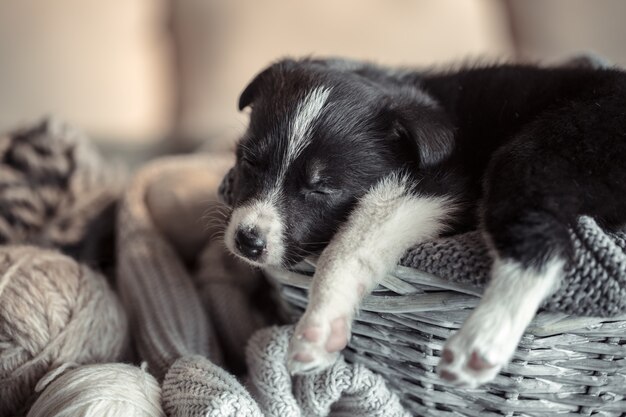 Lindo perrito con un suéter.